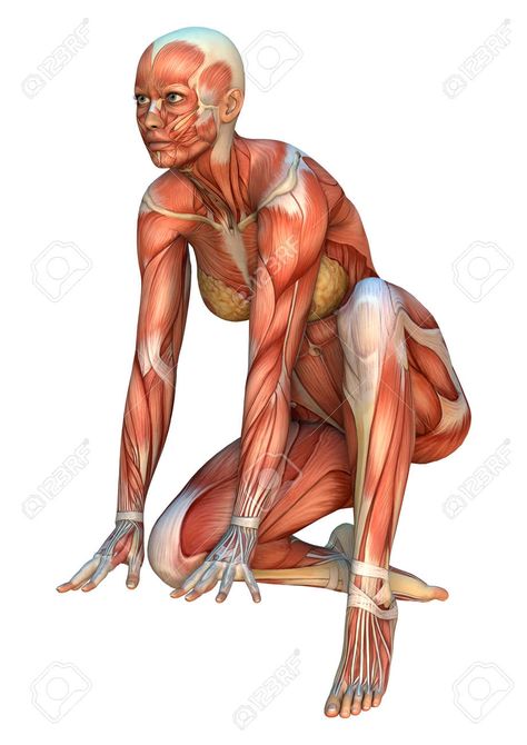 Man Laying Down Pose Drawings, Lying Down Illustration, Male Anatomy, Body Study, Painting References, Hair Boy, Men Lie, Muscular System, Anatomy Drawing