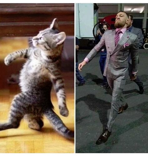 42 Great Pics And Memes to Improve Your Mood - Funny Gallery Conor Mcgregor Nate Diaz, Conor Mcgregor Funny, Conner Mcgregor, Connor Mcgregor, Notorious Conor Mcgregor, Nate Diaz, Ufc Fighters, Sports Figures, Conor Mcgregor