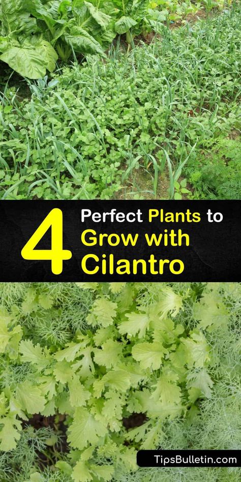 Planting Cilantro, Herb And Vegetable Garden, Medicinal Gardening, Herb Companion Planting, Cilantro Plant, Cilantro Seeds, Growing Cilantro, Companion Planting Vegetables, Companion Gardening