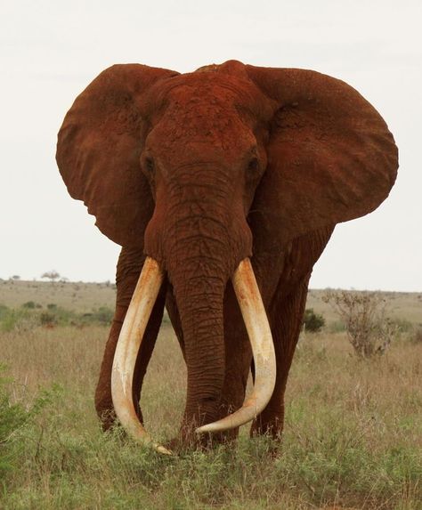 "Great Tusker" bull elephant called Satau in Kenya.  Only 12 of these 100 lbs. elephants left in Kenya. Bull Elephant, Elephants Photos, Wildlife Pictures, Wild Elephant, Wild Animals Pictures, Save The Elephants, Rhinos, Elephant Love, Elephant Art