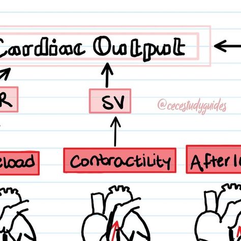 Chelsea Reinhardt on Instagram: "Heart’s Pumping Power (Cardiac Output) Explained! 💥

This determines how much blood your heart pumps out:
 * HR (Heart Rate): How fast your heart beats 💓
 * SV (Stroke Volume): How much blood is pumped with each beat 💪
Each is affected by:
 * Preload: Blood filling the heart before it pumps 💧
 * Contractility: Heart muscle’s squeezing power 💪
 * Afterload: Resistance the heart pumps against 🏋️‍♀️" Preload Afterload Contractility, Cardiac Output, Instagram Heart, Heart Pump, Heart Muscle, Heart Rate, In A Heartbeat, Nursing, Chelsea