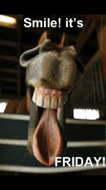 Friday Quotes Funny, Funny Horses, Its Friday Quotes, Funny Horse, Horse Crazy, It's Friday, Pretty Horses, Horse Pictures, Horse Love