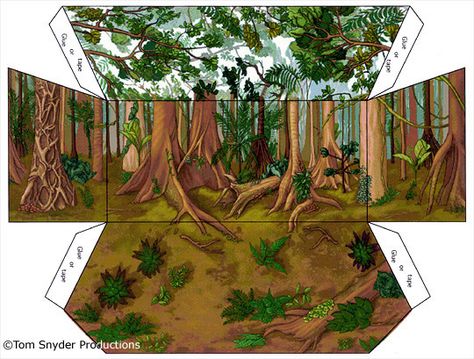 Rainforest Shoebox Diorama Printables Rain Forest Diorama, Diorama Template, Printable Diorama, Rainforest Diorama, Shoe Box Diorama, Shoebox Diorama, Dinosaur Diorama, Amazon Rainforest Animals, Rainforest Project