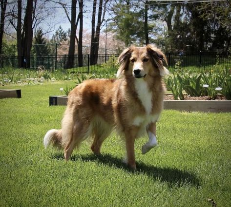 Tradition Bonnie - Old-Time Scotch Collie Pedigree Database Scotch Collie, Captain Kirk, Rough Collie, Blue Merle, Animal Photos, Cute Animal Photos, Silver Dollar, Animal Photo, Four Legged