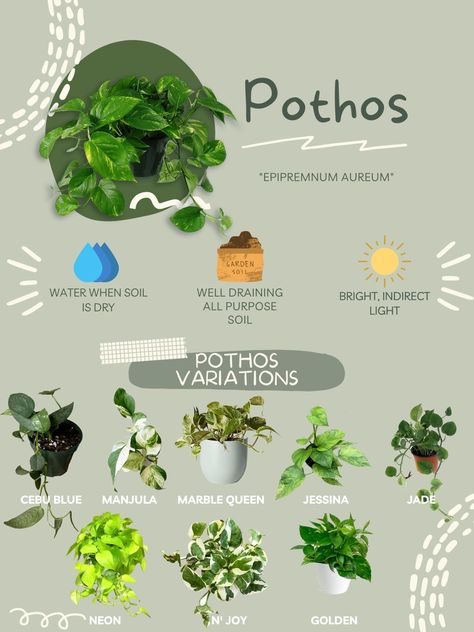 Pothos Care Guide Pothos Indoor Decor, Indoor Plants Pothos, Caring For Pothos Plant, House Plant Names, House Plant Placement, Indoor Plant Types, Plant Types Houseplant, Pothos Care Guide, Pothos Plant Types