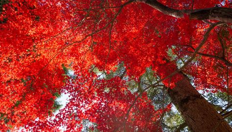 Pros & Cons of Red Maple Trees. One of the most abundant trees in America's forests, red maple (Acer rubrum) makes a statement in the garden with its big canopy of wide, hand-shaped leaves. Growing in U.S. Department of Agriculture plant hardiness zones 3 through 9, red maple's intense fall color brightens ... Red Sunset Maple, Maple Tree Landscape, Acer Rubrum, Red Maple Tree, Wisteria Tree, Red Autumn, Maple Trees, Live Tree, Specimen Trees