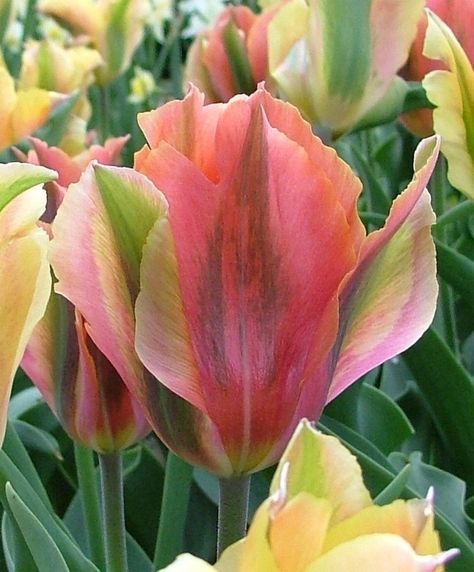 Tulip Artist, Unique Tulips, Green Tulips, Beautiful Tulips, Flower Bulb, Unique Signature, Orange Tulips, Parrot Tulips, Flower Bulbs