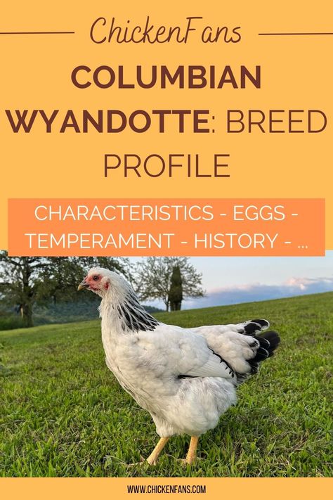 A Columbian Wyandotte is a specific color pattern of the Wyandotte chicken. Columbian Wyandottes are known for their beautiful looks, typically featuring white feathers with black markings and tail feathers. Like other Wyandotte varieties, Columbian Wyandottes are known for their friendly and docile temperament. Silver Laced Wyandotte Hen, Silver Laced Wyandotte Chickens, Blue Laced Wyandotte, Gold Laced Wyandotte, Wyandotte Hen, Blue Laced Red Wyandotte, Laced Wyandotte, Wyandotte Chicken, Chicken Farming