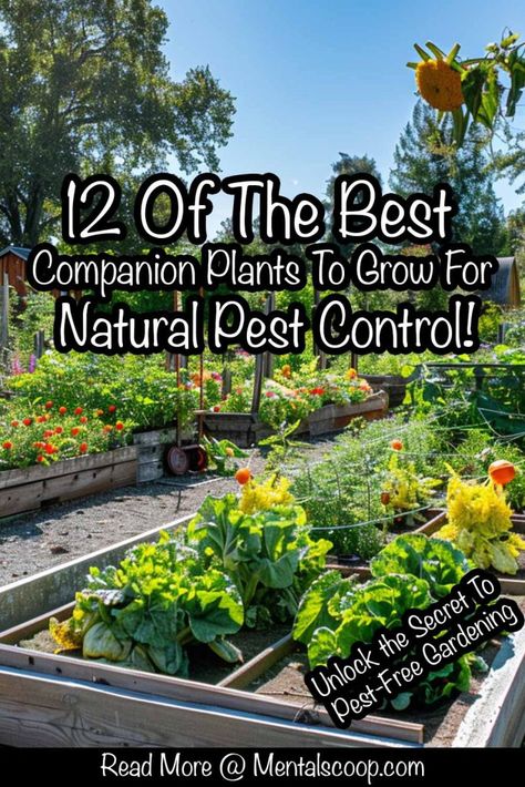 12 Of The Best Companion Plants To Grow For Natural Pest Control! - Mental Scoop Growing Lilies, Best Companion Plants, Companion Planting Vegetables, Rosemary Water, Plant Pests, Companion Plants, Natural Pest Control, Garden Pest Control, Plants To Grow