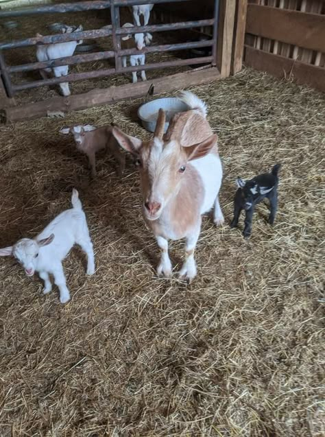 Goats On A Farm, Chickens And Goats, Goats For Sale, Raising Quail, Goat Barn, Garden Farm, Baby Farm Animals, Future Farms, Cute Goats