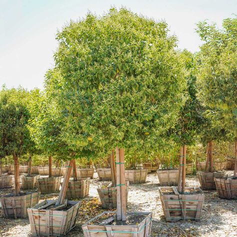 Japanese Privet | Hedge Trees | Moon Valley Nurseries Japanese Privet, Privet Hedge, Hedge Trees, Privacy Hedge, Riviera Beach, Fertilizer For Plants, Tree Care, Schedule Design, Fall Plants