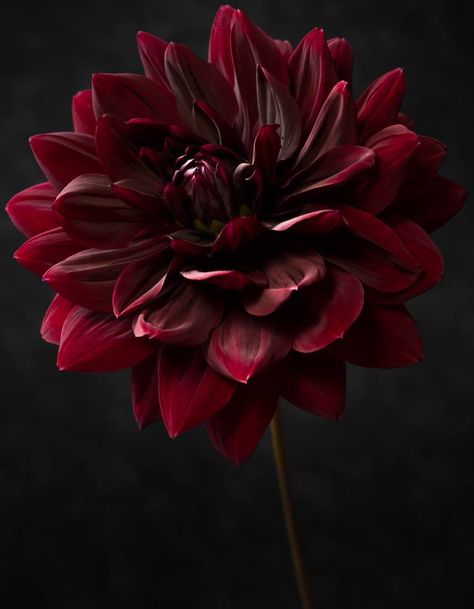 Red Dahlia, Art Color, Color Photography, Dahlia, Saatchi Art, Original Art, Fine Art, Flowers, Floral