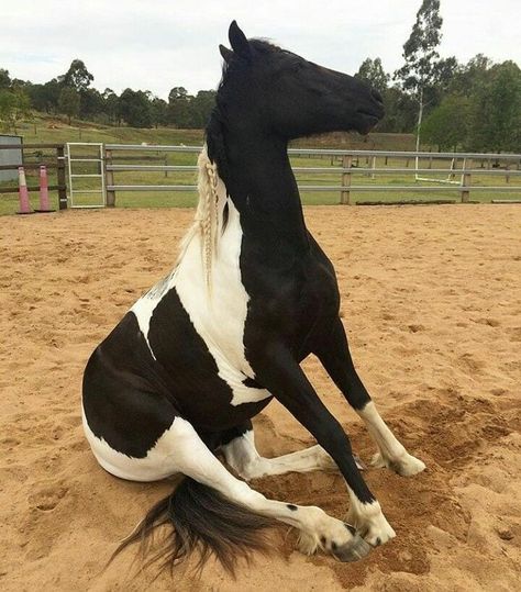 Cheval Pie, Animal Poses, Horse Memes, Pinto Horse, Horse Inspiration, Most Beautiful Animals, Funny Horse, Horse Drawing, All The Pretty Horses