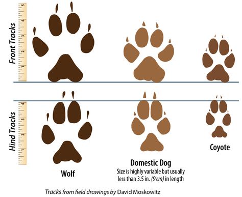 Wolf Facts: What you should know in Michigan’s U.P. for anyone exploring the trails or adventuring into the woods! #TheTwinCedars #wolffacts #wolves #outdoors #Michigan #UpperPeninsula #tracks Wolf Footprint, Wolf Facts, Facts About Wolves, Wolf Tracks, Coyote Tracks, Animal Footprints, Wolf Stuff, Animal Tracks, She Wolf