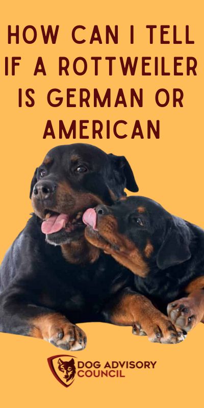 Different Types Of Rottweiler, American Rottweiler, Rottweiler Dog Puppy, Rottweiler Quotes, Rottweiler Care, Baby Rottweiler, German Rottweiler Puppies, Rottweiler Names, Rottweiler Pictures