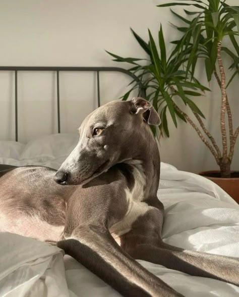 Whippet Dog Aesthetic, Whippet Aesthetic, Italian Greyhound Aesthetic, Grey Hound, Greyhound Aesthetic, Blue Italian Greyhound, Greyhound Dog, Blue Whippet, Whippet Puppies