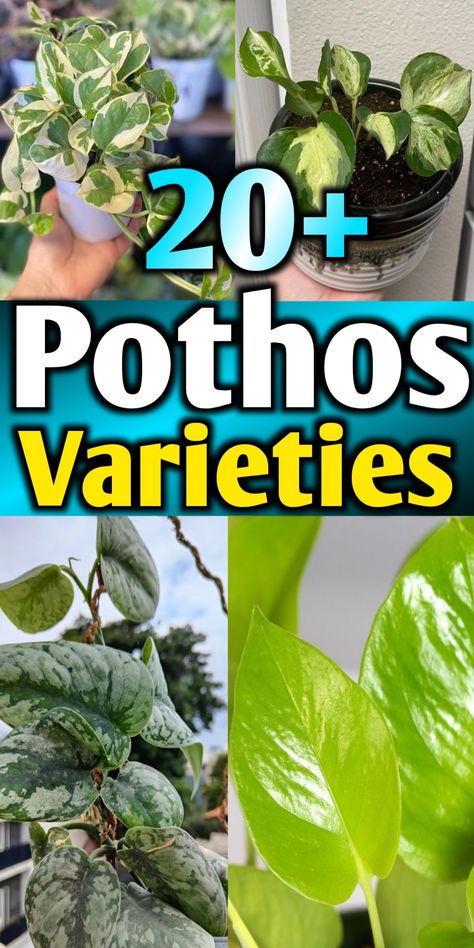 Pothos varieties with names and pictures Different Types Of Pothos Plants, Different Types Of Pothos, Pink Pothos Plant, Different Pothos Plants, Pothos Plant Types, Rare Pothos Varieties, Pathos Varieties, Hawaiian Pothos Plant, Pothos Plant Varieties