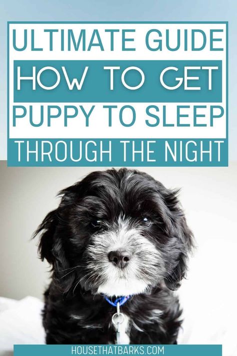 The most difficult phase of a new puppy is getting your puppy sleep through the night. It's a lot of work having a new puppy. Help is here with these easy tips. First Night With Puppy, Puppy Schedule, How To Sleep, Sleeping Puppies, Dog Training Techniques, Gsd Puppies, Really Cute Dogs, Cute Dog Pictures, Sleeping Through The Night