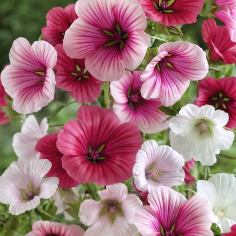 Malope Seeds - Malope Trifida Flower Seed Malope Trifida, Rose Mallow, Tall Shrubs, Mallow Flower, Garden Site, Plant Spacing, Flower Care, Bulb Flowers, Garden Seeds