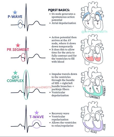 Ekg Notes, Conduction System Of The Heart, Ultrasound School, Nursing School Studying Cheat Sheets, Emt Study, Pharmacology Studying, Nurse Notes, Study Sheets, Nursing School Essential