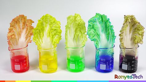 The Color Changing Chinese Cabbage Experiment Instruction Step3 Plant Experiments, Experiment Science, Frog Activities, Water Experiments, Food Experiments, Kids Vegetables, Preschool Science Activities, English Activities For Kids, Breathe Out