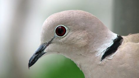 Your Guide to Enjoying Winter Birds – Cool Green Science Dove Symbolism, Lion Symbolism, Collared Dove, Whats Your Spirit Animal, Morning Dove, Spirit Animal Meaning, Animal Meanings, Animal Quiz, Spirit Animal Totem