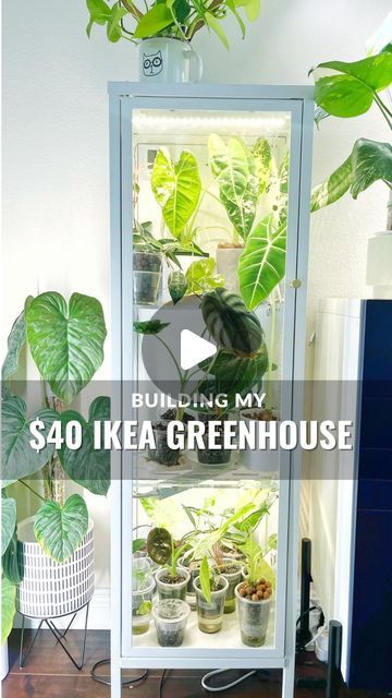 Michelle A. on Instagram: "Full video of my DIY greenhouse setup is up on my YT 📺  If you comment “BAGGEBO”, I’ll send you every single thing I researched and used to convert this $40 IKEA Baggebo into a functioning greenhouse along with the full video tutorial from my YT channel (also all Iinked on my 📄).   This did NOT take me 8 months like my Rudsta greenhouse 😅 and it only comes in white so no spray painting necessary (IYKYK).   Humidity hits about 70% and there’s no humidifier. The more plants you stuff in, the higher the humidity will be. And the custom acrylic pegboard set from @modernaqua  allows the most functional AND aesthetic way to house more plants in this greenhouse. (I have a c o u p o n code for anything on their site too!). The shelves have pre-drilled holes that are d Acrylic Pegboard, Ikea Baggebo, Greenhouse Setup, Ikea Indoor Garden, Plant Display Ideas, Indoor Greenhouse, Diy Greenhouse, Yt Channel, Growing Fruit