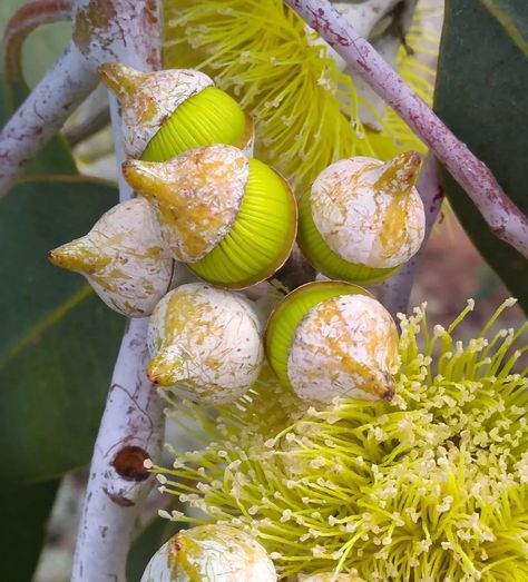 Yellow Fireworks, About To Pop, Gum Leaves, Botanical Photography, Erin Sanders, Painting Subjects, Australian Native, Drought Tolerant, In Bloom