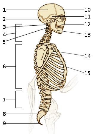 Skeletal anatomy, the bones of the axial skeleton, in side view Skeleton Side View, Skeletal System Activities, Skeletal Anatomy, Skeletal System Worksheet, Skeleton System, Axial Skeleton, Human Skeletal System, Skeleton Parts, Skeleton Arm