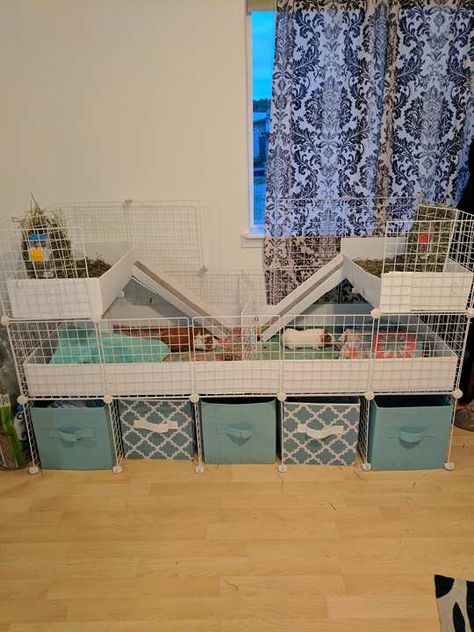 C&c Cage Ideas, Guinea Pig Cage Ideas, Indoor Guinea Pig Cage, Cavy Cage, Indoor Rabbit Cage, Diy Guinea Pig Cage, Guinea Pig Cages, Guinea Pig Diy, C&c Cage