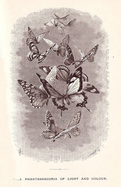 butterflies Victorian Illustration, Butterfly Illustration, Butterflies Flying, Antique Illustration, Vintage Illustrations, Vintage Butterfly, Butterfly Art, Old Books, Fell In Love