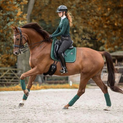 Chestnut Horse Tack, Chestnut Horse Tack Colors, Kentucky Outfits, 70k Followers, Horse Coat Colors, Horse Inspiration, Chestnut Horse, Equestrian Outfits, Horse Tack