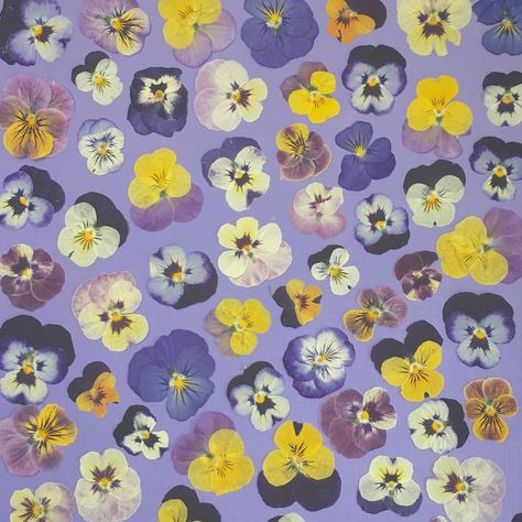 Pansy Background, Pansies Aesthetic, Pansies Wallpaper, Pansy Aesthetic, Pansy Wallpaper, Casual Background, Pansy Painting, Wallpaper Layouts, Pansy Art