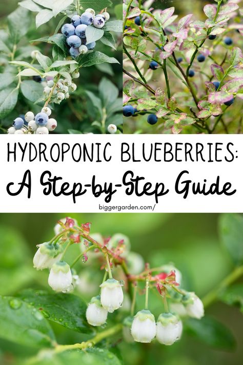 The secret to growing hydroponic blueberries at home is revealed here. Explore the world of hydroponic blueberries, hydroponic vegetables, and blueberry flowers. Gain knowledge on seed raising, growing blueberries, and blueberry bushes care. Learn about hydroponic plants and hydroponics systems to successfully grow blueberries. Hydroponic Blueberries, Hydroponic Vegetables, Fruit Fast, Seed Raising, Growing Blueberries, Gardening Inspiration, Rooting Hormone, Blueberry Bushes, Big Garden