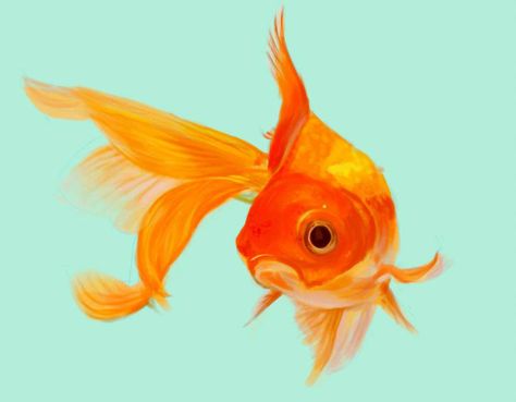 Fish by simplicy Orange Fish Drawing, Goldfish Art, Bird Painting Acrylic, Golden Fish, Carpe Koi, Watercolor Fish, Fish Illustration, Fish Drawings, Beautiful Fish