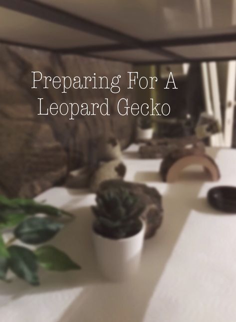 Moist Hide Leopard Gecko Diy, 20 Gallon Leopard Gecko Tank Ideas, Lepord Gecko Tank Set Up, Lepord Gecko Enclosure, Cute Leopard Gecko Tank Ideas, Leopard Gecko Terrarium Ideas, Leopard Gecko Diy, Leopard Gecko Habitat, Leopard Gecko Tank