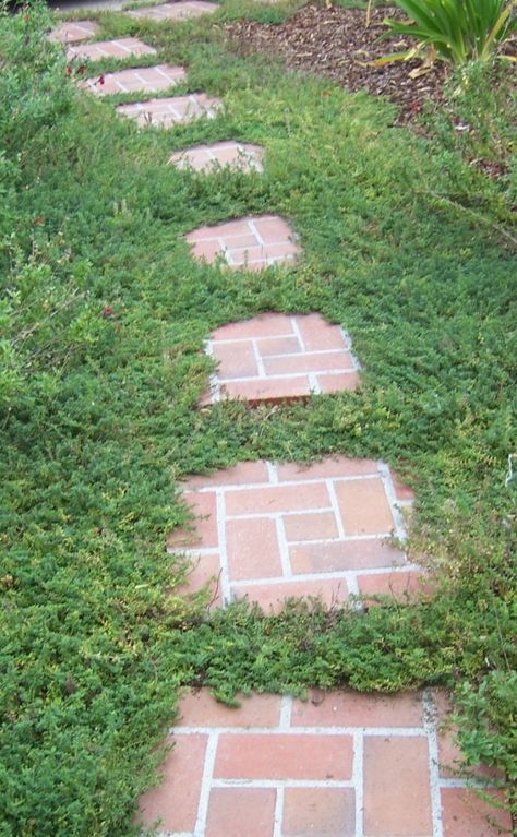 Brick Stepping Stone Pathway with Creeping Thyme Stamped Concrete Walkway, Yard Stones, Stepping Stone Pathway, Stepping Stone Walkways, Brick Yard, Stepping Stone Paths, Creeping Thyme, Walkway Design, Brick Path