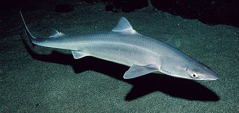 Spiny Dogfish (Squalus acanthias) Spiny Dogfish, Dogfish Shark, Zoo Animals Photos, Shark Jaws, Species Of Sharks, Fish And Chip Shop, Leagues Under The Sea, Shark Bites, Aquatic Animals