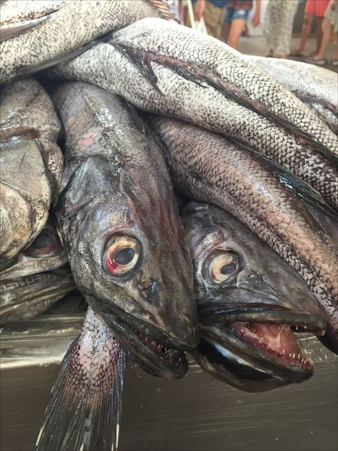 Hake fish on the fish counter in a Sardinian fish market Hake Fish, Fish Market, The Fish, Fish, Meat