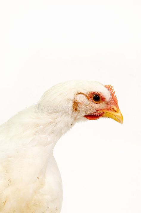 Chicken looking at camera on white background. A chicken looks at the camera in , #Sponsored, #background, #chicken, #white, #Chicken, #camera #ad White Chicken, A Chicken, Hen, Illinois, White Background, Photo Image, Stock Photos, Chicken, White