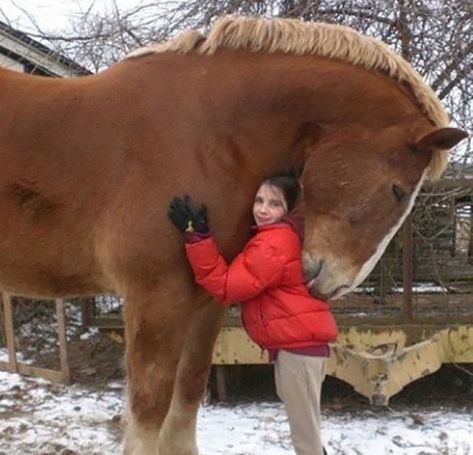 This Horse Is An Absolute Unit Belgian Draft, Cai Sălbatici, Rasy Koni, Big Horses, Brown Horse, All The Pretty Horses, Horse Crazy, Clydesdale, Draft Horses