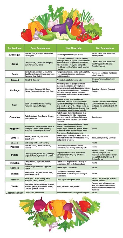 vegetable gardening Companion Garden, Gardening Boxes, Gardening Party, Cottage Gardening, Companion Planting Chart, Companion Planting Vegetables, Companion Gardening, Garden Companion Planting, Veggie Gardens