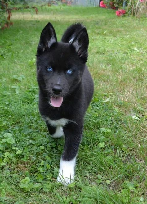 Gorgeous Caine Husky, Black Husky, Akita Dog, Husky Mix, Husky Puppy, Husky Dogs, Cute Dogs And Puppies, Shepherd Puppies, Welsh Corgi