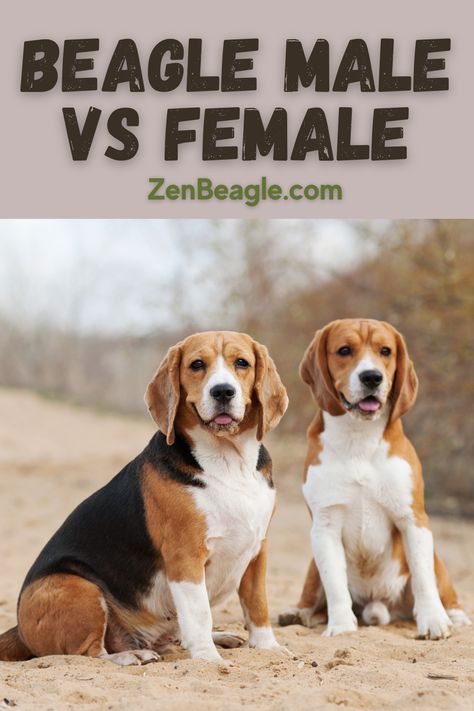 Compare Beagle male and female differences 🐾👨‍👩‍👦‍👦 Our blog post explores their distinct traits and care considerations. Find the paw-fect Beagle companion for your family! 📚🐶 #BeagleGenderDifferences #PetFamily #DogBlog Beagle Hound Mix Dog, Beagle Mix Puppies, Beagle Hound, Male Vs Female, Fun Personality, Which Is Better, Dog Blog, Beagle Dog, Popular Dog