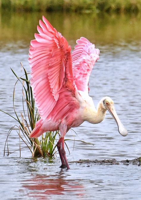 Roseate Spoonbill South Texas by Jeff Clow Florida Birds, Birds Beautiful, Roseate Spoonbill, Coastal Birds, Photo Animaliere, White Poppy, Most Beautiful Birds, Seni 3d, Airbrush Art