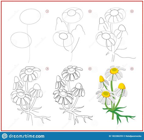 Chamomile Drawing Simple, Circle Drawings, Flower Draw, Coloring Illustration, Simple Flower Drawing, Flower Step By Step, Draw Step By Step, Edelweiss Flower, Flower Drawing Tutorials