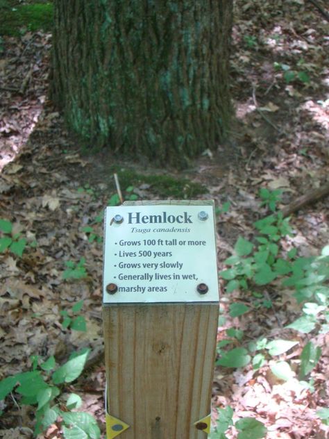 Example of trailside interpretive signage Memorial Tree Ideas, Nature Trail Signs, Trail Marking, Camp Signage, Trail Signage, Garden Signage, Interpretive Signage, Signage Ideas, Park Signage