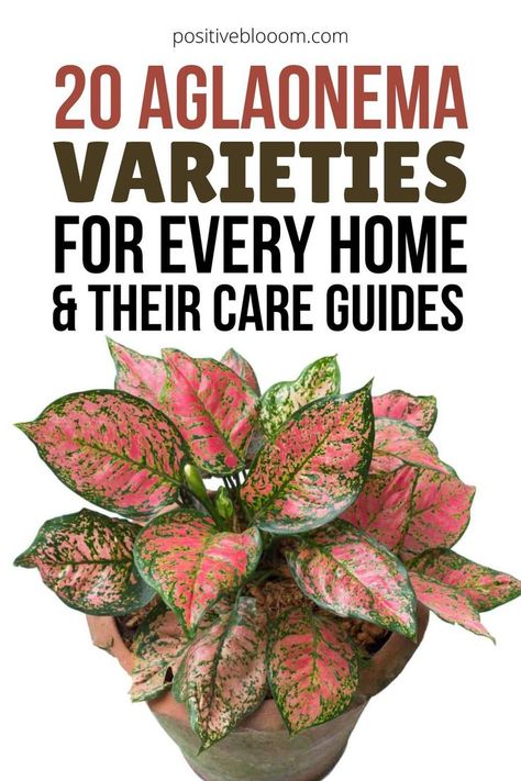 Aglaonema Varieties, Peperomia Plant, Alocasia Plant, Calathea Plant, Household Plants, Good Morning Flowers Pictures, Pothos Plant, Dog Allergies, Jade Plants