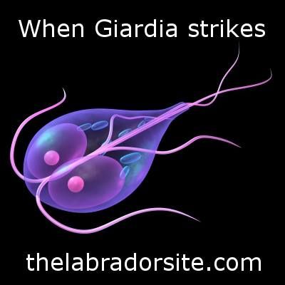 Giardia is a highly unpleasant infection. Know the facts about diagnosing and treating this nasty illness. Giardia In Dogs, Medical Laboratory Scientist, Intestinal Parasites, Medical Laboratory, Natural Therapy, Chronic Fatigue, Microbiology, Ayurveda, Biology