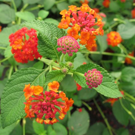 Lantana camara 'Dallas Red' - Shrubs - Plant Type - Boething Treeland Farms Red Lantana, Red Shrubs, Lantana Camara, Green Market, Planting Shrubs, Plant Identification, Hardy Plants, Plant Pictures, Plant Nursery